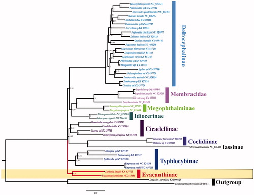 Figure 1. Phylogenetic analyses of Evacanthus heimianus based upon the concatenated nucleotide sequences of the 13 PCGs of 44 species. The analysis was performed using PhyloBayes software. Numbers at nodes are bootstrap values. The accession number for each species is indicated after the scientific name.