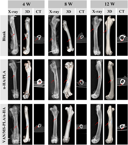 Figure 6 Femur specimens of different scaffold groups observed by X-ray, CT, and three-dimensional reconstruction at 4, 8 and 12 weeks.