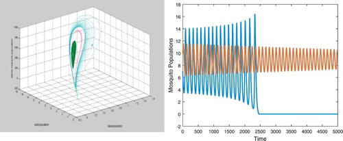 Figure 2. Parameters are given in Equation (Equation34(34) σ=18,α=7,d0=0.35,d1=0.3,μ1=0.25,μ2=0.196.(34) ). With b=12.57, there exist positive equilibrium E1 which is an unstable saddle and positive equilibrium E2 which is a stable spiral. There exists a unstable closed orbit as shown in the left figure. Solutions initially started near E2 spiral towards E2 and solutions initially started away from the closed orbit approach the origin as both shown in the right figure. Here only the curves for the wild adults are presented. Notice that the speed of the convergence to E2 is slow.