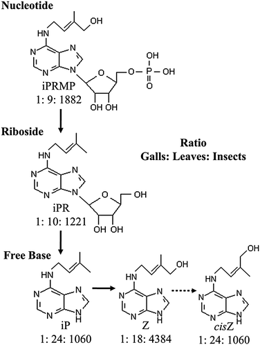 Figure 3.  Proposed pathway of CK-metabolism by the larval gall-forming insect Pachypsylla celtidis on its host plant Celtis occidentalis (simplified from Sakakibara 2006). Ratios are based on concentrations of CK in galls, leaves, and insects. Note that cis-trans isomerization (broken arrow) is thought to occur enzymatically via zeatin cis-trans isomerase, but this has not yet been shown in plants; an alternative possibility is the production of cis forms through a separate pathway involving tRNA.