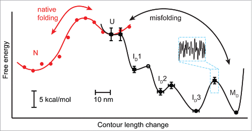 FIGURE 3. Comparison of the experimentally measured energy landscapes for native folding, misfolding and aggregation of PrP. Native folding is 2-state with no observed intermediates between the native and unfolded states. In the context of a tandem dimer, the near-barrierless access to the misfolded ID1 leads the dimer down the misfolding pathway. Several misfolded intermediates are observed, leading to the final misfolded/aggregated state MD. Inset indicates the additional 3kBT of roughness over the misfolding transition barriers that slows diffusion along the misfolding pathway 1000 fold compared to the native pathway. Adapted from Refs. 38 and 64.