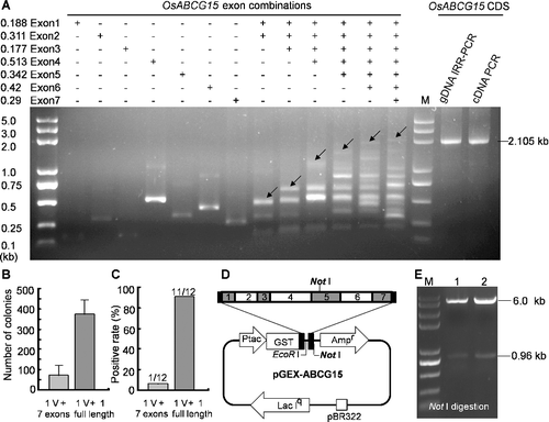 Figure 2. Splicing full-length CDS of OsABCG15 from gDNA by the IRR-PCR strategy. (a) PCR-amplified exon products and assembled products of different exons by isothermal in vitro recombination were displayed on agarose gel electrophoresis. The expected band joined by seven exons and other intermediate combination products were demonstrated. Arrows indicate the predicted target products of the exon combinations. The full-length CDS of OsABCG15 assembled by IRR-PCR had the same size with the anther-specific cDNA derived from conventional cDNA cloning. The amplified full-length sequence (2105 bp) contained a 2067-bp coding sequence and two short flanking sequences. (b) and (c) Comparison of transformation efficiency and positive rate between direct assembly and IRR-PCR strategy. Seven exons and one IRR-PCR splicing full length were assembled separately into the linear pGEX-4T-2 vector. (d) The map of recombinant plasmid pGEX-ABCG15 and (e) identification of positive clone by Not I digestion.
