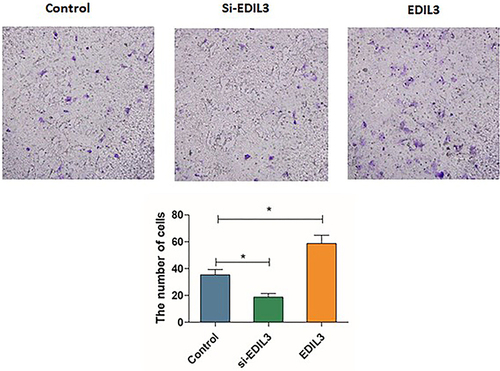 Figure 4 Effect of EDIL3 on the migration of ECs. The number of cells that migrated into the lower chamber was counted directly. The violet section of the photomicrographs indicates the migrated cells. (*p < 0.05 was considered significant).