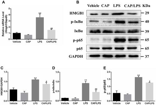 Figure 4 Capsaicin (CAP) pretreatment down-regulates lipopolysaccharide (LPS)-induced HMGB1 expression and NF-κB activation. (A) Relative mRNA expression of Hmgb1 in lung tissue was determined by qPCR. (B) Western blot analysis of HMGB1, p-IκBα, IκBα, p-p65, and p65 expression in lung tissue. GAPDH was used as the loading control. (C–E) Quantitative analysis of (B). Results are representative of three independent experiments and data are presented as mean ± SD (n = 6–8 for each group). **p < 0.01 versus the vehicle group; #p < 0.05 and ##p < 0.01 versus the LPS group.