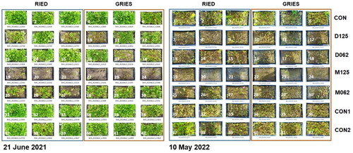Figure 1. Photographs showing the established vegetation on the mesocosm in the seasons 2021 (left) and 2022 (right). The 42 trays were arranged after blocks for the two grassland mixtures (RIES and GRIES) and after seven rows for the treatments. While the treatments CON, CON 1 and CON2 were based on unpolluted substrates, the other four made use of two mine wastes from either the Davidschacht (D) or the Mansfeld (M).
