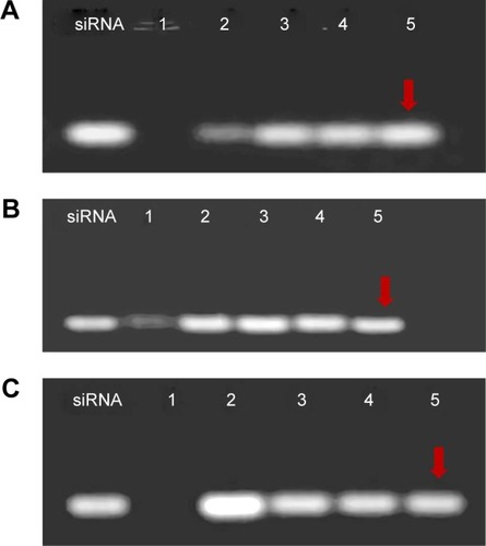 Figure 5 Agarose gel electrophoresis assay of BMs/DP/siRNA complexes.Notes: (A) The heparin decomplexation assay of BMs/DP/siRNA. 1: BMs/DP/siRNA and 2–5: heparin/siRNA weight ratio was 2, 10, 25, and 100. (B) The serum stability of BMs/DP/siRNA. 1: Naked siRNA incubation with 50% serum for 60 min and 2–5: BMs/DP/siRNA incubation with 50% serum for 60, 90, 120, and 150 min. (C) The enzyme stability of BMs/DP/siRNA. 1: Naked siRNA incubation with RNase A for 60 min and 2–5: BMs/DP/siRNA incubation with RNase A for 60, 90, 120, and 150 min.Abbreviations: BMs, bacterial magnetosomes; DP, doxorubicin–polyethyleneimine.