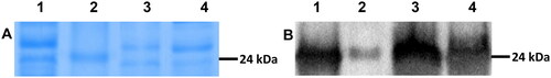 Figure 5. Electrophoresis and immunodetection of extracellular protease from Jacaratia mexicana cell suspension culture: (A) Electrophoresis SDS-PAGE of proteins from latex and broth 4 L stirred tank biorreactor at 229 rpm; (B) Immunodetection of mexicain (P-IV or MX-4). Line 1: Latex of J. mexicana fruits; Line 2: molecular weight (24 kDa); Line 3 and 4 samples of suspension culture of J. mexicana 25 µg/line of total soluble protein.