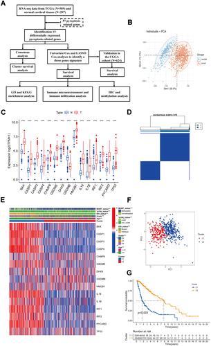 Figure 1 Identification of differentially expressed pyroptosis-related genes and association with molecular subtypes. (A) Experimental flow chart. (B) PCA plot of gliomas and normal cerebral cortex from UCSC database. (C) Barplot of expression of differentially expressed pyroptosis-related genes between gliomas and normal samples (“***” represented p-value < 0.001). (D) Heatmap of consensus clustering matrix of 589 glioma patients based on the 15 differentially expressed pyroptosis-related genes in the TCGA cohort (k = 2). (E) The heatmap shows the level of expression of 15 differentially expressed genes between two subgroups and the association between clinical traits. (F) PCA plot of consistent clustering results. (G) Kaplan–Meier survival curves of c1 and c2 subgroups.