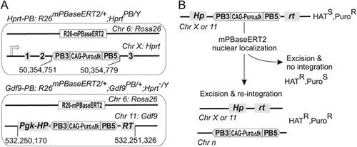 Fig 1 Single-copy PB genomic mobilization system (A) and selection principle for PB reintegration (B). The genome coordinates in panel A are based on mouse genome assembly version NCBI37/mm9. Chr, chromosome; HATS, HAT susceptible; PuroR, puromycin resistant; HATR, HAT resistant; PuroS, puromycin susceptible.