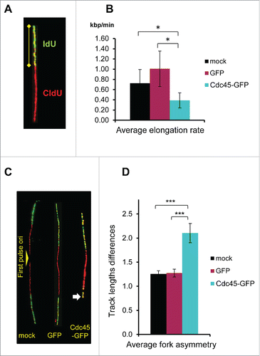 Figure 6. Diminished elongation rates and increased folk stalling in Cdc45-GFP expressing cells. (A) Depiction of a representative track displaying the method. (B) Summary of the measured elongation rates after mock transfection and transfection with a GFP- or a Cdc45-GFP-encoding vector. The elongation rates of mock-, GFP-, and Cdc45-GFP transfected cells were evaluated from about 600 representative tracks for each condition as the lengths of IdU tracks divided by the length of the IdU pulse time. (C) Depiction of representative tracks displaying the method. The shortened track in the Cdc45-GFP sample revealing fork stalling is indicated by an arrow. (D) Mock- and GFP-transfected cells displayed track-length differences of about 1.25 kb/min. After transfection with Cdc45-GFP the mean track-length difference increased to 2.1. Analysis was performed from the same set of images as used in Fig. 5.