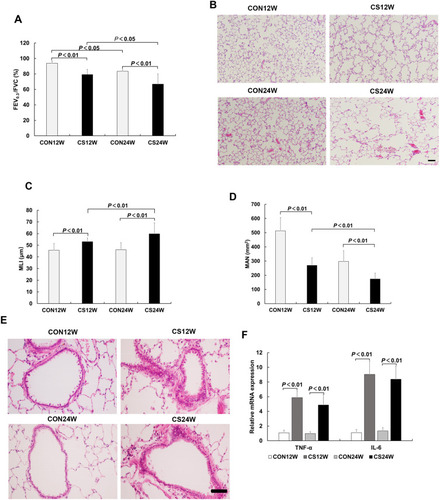 Figure 1 CS exposure caused airflow obstruction in pulmonary function, emphysema, and inflammatory changes in the lung. (A) CS groups showed decreased FEV0.3/FVC, and the CS24W group was even more decreased than the CS12W group, indicating CS exposure-induced pulmonary functional change. (B) The HE staining on alveolar structure from rats exposed to CS and controls. Emphysema-like alveolar structure changes including widened alveolar space, reduced alveolar units, and the thinner alveolar wall were present in CS lungs, and CS24W lungs showed more severe changes than CS12W lungs. MLI (C) and MAN (D) were measured to indicated alveolar structural changes. CS groups showed significantly increased MLI and decreased MAN compared to the control groups, and the CS24W group showed severe changes in MLI and MAN compared to the CS12W group. (E) The HE staining on bronchioles from rats exposed to CS and controls. Inflammatory cells obviously infiltrated across the bronchioles in the CS groups. (F) Expression of TNF-α and IL-6 mRNA in rat lung tissue. TNF-αand IL-6 levels increased in CS groups compared to controls. Data presented as mean±SD, n=6 per group.