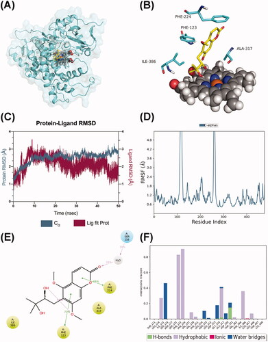 Figure 10. Molecular dynamics analysis of the P450 1A1/toddalolactone complex. (A) The P450 1A1 is shown in the surface representation (PDB code: 4I8V). (B) A 3D view of the binding pose. The major amino acids located at the active site are shown. (C) RMSD plot over a 50 ns simulation. (D) RMSF curve during the 50 ns MD simulation. (E) A 2D interaction diagram of P450 1A1 with toddalolactone. Hydrogen bond interactions are rendered as purple arrows, and pi–pi stacking interactions are denoted by green solid lines. (F) Interaction fraction of CYP 1A1 key amino acids from the 50 ns MD simulation.