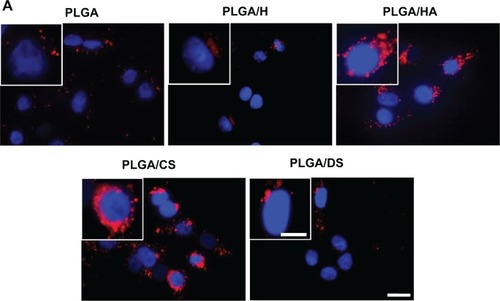 Figure 7 Fluorescent micrographs (A) and fluorescence-activated cell-sorting histogram (B) demonstrating uptake of glycosaminoglycan-functionalized poly-lactide-co-glycolide (PLGA) nanoparticles by lung epithelial adenocarcinoma (A549) cells after 4 hours of incubation (n=3). Figure 8 Fluorescent micrographs (A) and fluorescence-activated cell-sorting histogram (B) demonstrating uptake of glycosaminoglycan-functionalized poly-lactide-co-glycolide (PLGA) nanoparticles (NPs) by human pulmonary microvascular endothelial cells (HPMEC) after 4 hours of incubation (n=3).Notes: *P<0.05 between PLGA and PLGA/HA. **P<0.005 between PLGA and PLGA/CS. ##P<0.005 between PLGA and PLGA/H. Scale bar: 20 μm for low magnification and 10 μm for high magnification (inset).Abbreviations: PLGA/CS, poly-lactide-co-glycolide functionalized with chondroitin sulfate; PLGA/DS, poly-lactide-co-glycolide functionalized with dermatan sulfate; PLGA/H, poly-lactide-co-glycolide functionalized with heparin; PLGA/HA, poly-lactide-co-glycolide functionalized with hyaluronic acid.Display full sizeDisplay full sizeNotes: *P<0.05 between PLGA and PLGA/HA. **P<0.005 between PLGA and PLGA/CS. ##P<0.005 between PLGA and PLGA/DS. ###P<0.0005 between PLGA and PLGA/H. Scale bar: 20 μm for low magnification and 10 μm for high magnification (inset).Abbreviations: DCF, dichlorofluorescein; PLGA/CS, poly-lactide-co-glycolide functionalized with chondroitin sulfate; PLGA/DS, poly-lactide-co-glycolide functionalized with dermatan sulfate; PLGA/H, poly-lactide-co-glycolide functionalized with heparin; PLGA/HA, poly-lactide-co-glycolide functionalized with hyaluronic acid.