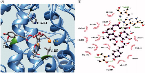 Figure 4. Docking pose of 9 at the lowest energy with enzyme indicated as ribbon (A). The green dotted line represents hydrogen-bond interactions between compound 9 and enzyme (B).