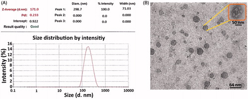 Figure 1. Particle size distribution and morphology and of ISC nanoparticles. (A) and (B) show the particle size and morphology of ISC nanoparticles using DLS and TEM analysis, respectively.