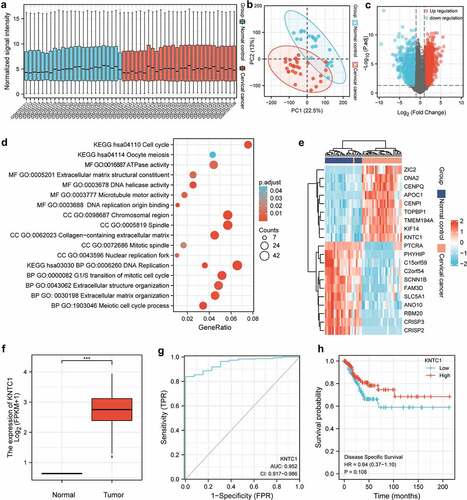 Figure 1. Bioinformatics analysis. (a) Box plot shows the normalized processing results for each sample included in the analysis. (b) Principal component analysis of normal group and tumor group. (c) Gene probe volcano map of normal group and tumor group. (d) GO/KEGG enrichment map of differential genes. (e) Heat map of top 20 differential genes with high expression and low expression in the expression profile. (f) Box plot of KNTC1 expression in normal and tumor group of TCGA database. (g) ROC analysis of the expression level of KNTC1 in distinguishing patients with cervical cancer. (h) KM survival curve for analysis of the prognostic value of KNTC1 in patients with cervical cancer.