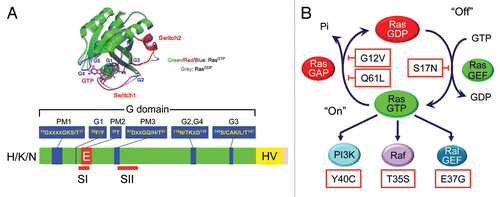 Figure 2 Ras is a GDP/GTP-regulated binary switch. (A) The three RAS genes encode four 188–189 amino acid proteins that share 82–90% overall sequence identity; KRAS encodes two splice variants due to alternative exon 4 utilization, leading to divergent C-terminal sequences. Exons 4A and 4B encode 39 and 38 amino acids, respectively, with 19 identical and 4 conserved substitutions. K-Ras4A is most similar to viral K-ras while K-Ras4B is the predominant isoform expressed in human cells. Residues 1–164 comprise the G domain that contains six conserved sequence motifs shared with other Ras superfamily and GTP-binding proteins. These motifs are involved in binding either phosphate/Mg2+ (PM) or the guanine base (G) of GDP and GTP. Residues in Switch I (aa 30–38) and II (aa 60–76) change in conformation during GDP/GTP cycling. The core effector binding domain (E; residues 32–40) and flanking sequences are involved in effector binding specificity. (B) Regulators of the Ras GDP/GTP cycle. RasGEFs stimulate GDP/GTP exchange. With the 10-fold higher cellular concentrations of GTP over GDP, the net result of RasGEF stimulation is formation of active Ras-GTP. Ras-GTP binds preferentially to downstream effectors. RasGAPs accelerate the intrinsic GTP hydrolysis activity of Ras to promote formation of inactive Ras-GDP. Shown are “classic” missense mutants of Ras proteins that have been useful for dissection of Ras function. The Ras(S17N) dominant negative sequesters and blocks RasGEF activity, preventing Ras activation. The G12V and Q61L mutations, found in human cancers, impair GAP-stimulated GTP hydrolysis. The T35S, E37G and Y40C effector domain mutants (EDMs) differentially impair effector binding. The T35S mutant retains efficient binding to Raf but not PI3K or RalGEF, whereas the E37G mutant retains efficient binding to RalGEF but not Raf or PI3K, and the Y40C mutant retains efficient binding to PI3K but not Raf or RalGEF.