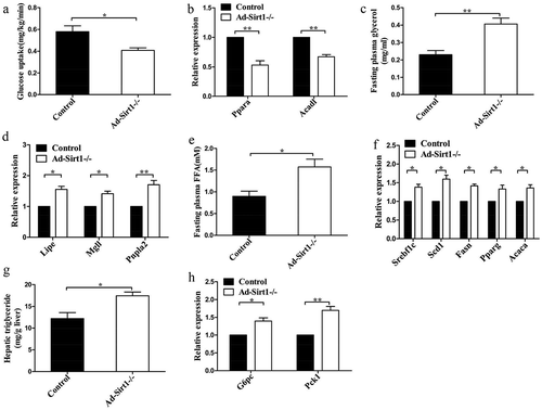 Figure 3. Ad-Sirt1-/- mice exhibit impaired glucose and lipid metabolism.(a): Glucose uptake in adipose tissue. n = 6–8 mice per group. (b): Relative mRNA levels of genes associated with β-oxidation in adipose tissues. (c): Fasting plasma levels of glycerol. n = 8 mice per group. (d): Relative mRNA levels of lipolysis-related genes in the adipose tissue. (e): Fasting plasma levels of FFA. n = 8 mice per group. (f): Relative mRNA levels of genes associated with fatty acid and TG synthesis in the liver. (g): Hepatic triglyceride content in mice. n = 7–9 mice per group. (h): Relative mRNA levels of genes associated with gluconeogenesis in the liver. The data are expressed as the mean ± SEM. *P< 0.05, **P < 0.01.