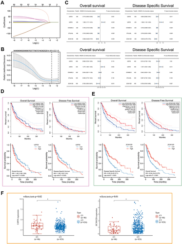 Figure 3 LASSO-Cox analysis and survival analysis. (A) least absolute shrinkage and selection operator model (LASSO) fitting. Each curve represents a gene. The profiles of coefficients were plotted versus log(λ). Vertical lines indicate the positions of seven genes with coefficients greater than 0 determined by 10-fold cross-validation. (B) λ was determined from 10-fold cross-validation. The x-axis represents log(λ); the y-axis represents binomial deviance. Optimal values calculated from minimum criteria and one standard error of the criteria are indicated by the dotted vertical lines. (C) Univariate and multivariate forest plot showing association between 5 candidate genes expression and OS/DSS in TCGA-SKCM. (D and E) The OS, DFS and DSS from the TCGA-SKCM data in relation to USP35 (D) and Z3CH12D (E) expression. (F) Differential expression of USP35 and Z3CH12D between C1 and C2 subtypes. (*P < 0.05).