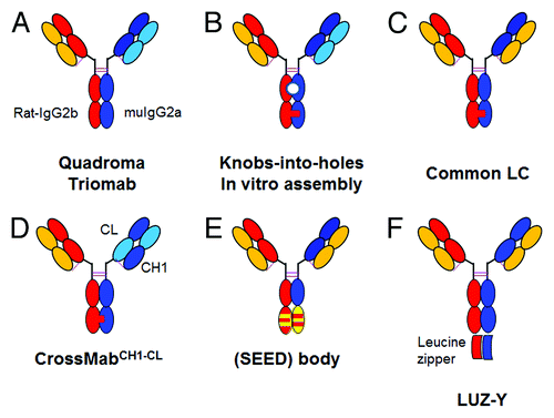 Figure 2. Overview of bispecific heterodimeric IgG antibodies with heterodimeric Fc-region. (A) Quadroma approach with isolation of the desired bispecific Triomab. (B) KiH approach with two different light chains based on in vitro assembly; the white circle indicates the lack of glycosylation due to expression in E. coli. (C) KiH approach with common light chain. (D) CrossMabCH1-CL based on KiH approach in combination with light chain crossover. (E) (SEED)body approach based on strand exchange between IgG and IgA CH3 domains. (F) LUZ-Y with C-terminal fusion of a leucine zipper to the heavy chain to ensure HC heterodimerization and common light chain. The leucine zipper can subsequently be cleaved off proteolytically. For a more detailed description, refer to the text.