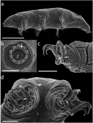 Figure 4. Paramacrobiotus bifrons sp. nov., animal morphology with SEM. (a) in toto; (b) mouth; (c) leg and claws of the first pair, internal side; (d) fourth pair of legs. White arrow: first band of teeth; empty arrowhead: ventral transversal crests; indented arrows: thickening at the base of the claw. Scale bars: a = 100 µm; b–d = 10 µm.