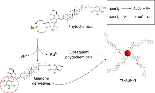Figure 4 Proposed mechanism of Y. Filamentosa extract phytochemical oxidation to produce Y. filamentosa gold nanoparticles (YF-AuNPs) and the Au3+ reduction to Au0 nanoparticle.