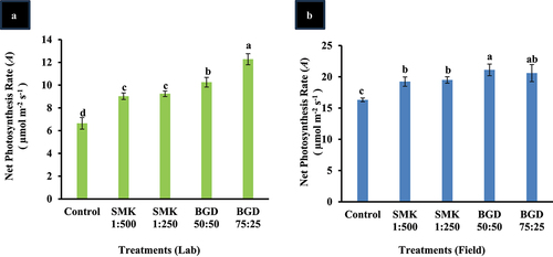 Figure 1. Evaluation of net photosynthesis rate after application of smoke (SMK) and biogas digestate (BGD) slurry. (a) lab conditions and (b) field conditions. The data are expressed as mean ± standard deviation of three replicates. The bars labeled with different alphabets are statistically significantly different at p < 0.005.