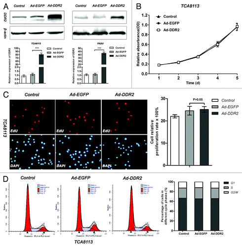 Figure 3. DDR2 overexpression has no effect on cell proliferation in HNSCC cells. (A) Tca8113 and FaDu cells (parental, EGFP-, and DDR2-transduced) were cultured in serum-free medium for 24 h. Thereafter, protein and RNA from these cells were extracted and analyzed for DDR2 expression using western blot and qPCR. (B) The cell growth curves of Tca8113 cells (parental, EGFP-, and DDR2-transduced) by MTT method. (C) Tca8113 cells (parental, EGFP-, and DDR2-transduced) treated by EdU were viewed and photographed using a fluorescence microscope. The staining positive rate was counted as positive cells/overall cells × 100%. For each group, ten random high-power fields (400×) were chosen and the cell number was counted at least three times. The histogram represents the staining positive rate of each group. (D) Tca8113 cells infected with Ad-DDR2 were similar to the controls by FAC assays. Statistical significance was evaluated with the Student t test. Results display the mean ± SD. ***P < 0.001.