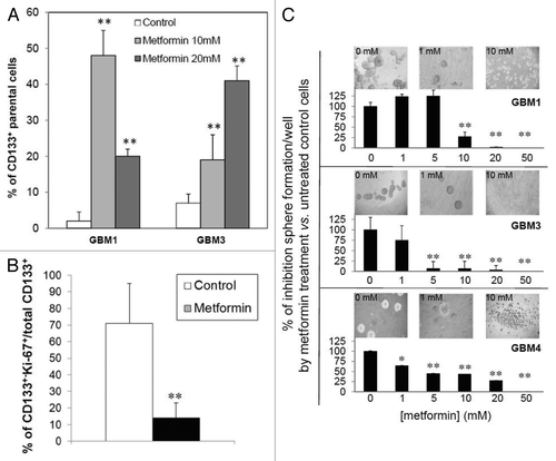 Figure 5. Effect of metformin on proliferation of CD133+ GBM TICs. GBM1 and GBM3 TICs were selected for CD133+ cells by FACS, left untreated (control) or treated with metformin (20 mM, 72 h) and analyzed for proliferation rate by CFSE dye dilution. (A) Percentage of CD133+ GBM TICs that did not show reduced fluorescence (parental cells) representing cells that did not divide for all the duration of the experiment. (** = p < 0.01 vs. respective untreated control cells.) (B) Antiproliferative effects of metformin evaluated as Ki-67 expression in GBM1, GBM3 and GBM4 TIC spheres by confocal microscopy IF experiments measuring co-expression of CD133 and Ki-67. Co-localization index was calculated using Laserpix software. In the graph, the average of experiments pooling data from all cultures is reported. (n = 3; ** = p < 0.01 vs. untreated control cells.) (C) Effect of metformin on GBM TIC sphere formation. GBM1, GBM3 and GBM4 TICs were plated and sphere formation allowed for 4 d before treatment with metformin (1–50 mM) for 48 h. Representative pictures of spheres in wells for each culture in control or after metformin treatment are reported on top of the graphs. Data are an average of three independent experiments, measuring eight individual wells for each point and reported as percentage on untreated cells. (* = p < 0.05 and ** = p < 0.01 vs. respective untreated control cells.)