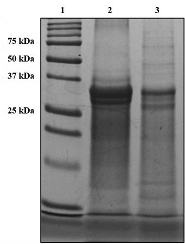 Figure 1. SDS-PAGE (15% gel) band pattern of phosvitin. Lane 1: marker, lane 2: Standard phosvitin (1 mg/ml), lane 3: isolated phosvitin (1 mg/ml).