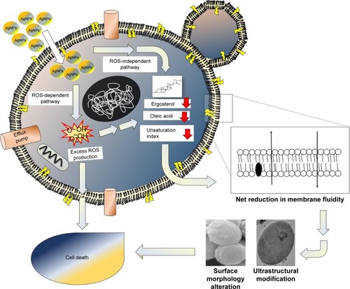 Figure 9 Schematic representation for the proposed model for mechanism of action of AgNps against Candida cells, depicting possible cellular targets and existence of ROS-dependent and ROS-independent pathways for fungicidal action of AgNps.Abbreviations: AgNps, silver nanoparticles; ROS, reactive oxygen species.