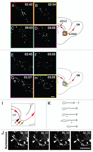 Figure 1 (A–H) First frames of eight two-photon time-lapse movies used in this study with a schematic of a parasagittal section showing the SVZ/RMS pathway. The duration of each movie is indicated in the top right corner (h:min). The colored rectangles represent the location of the imaged area. Scale bar = 50 µm. (I) Schematic showing the approximate location in the RMS of the vertical limb (black arrow), elbow (red arrow) and horizontal limb (green arrow). cc, corpus callosum; ctx, cerebral cortex; dl SVZ, dorsolateral subventricular zone; LV, lateral ventricle; OB, olfactory bulb; RMS, rostral migratory stream; str, striatum. (J) Straight movement in a neuroblast exhibiting nucleokinesis. Red asterisk: stationary cell. Arrowhead shows the movement of the cytoplasmic dilation in the proximal leading process, and in the final frame, the movement of the cell body into it. Scale bar = 50 µm. (K) Schematic of cell undergoing nucleokinesis without turning.