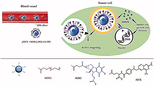 Figure 7. Development of both methotrexate and mitomycin C loaded PEGylated chitosan nanoparticles for targeted drug co-delivery and synergistic anticancer effect. Adapted from the published works of Jia et al. [Citation42].