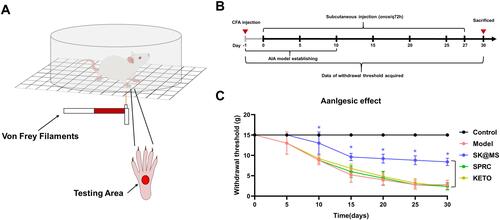 Figure 5 The anti-nociception experiment. (A) The experimental scheme illustration, and (B) the timetable of this experiment. (C) Changes in withdrawal threshold s in AIA rats of different treated groups (n = 5, mean ± SD). In this figure, *indicated significant different compared with model group.