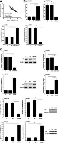 Figure 2 LINC00673 negatively regulated p53. Linear regression showed that LINC00673 and p53 were inversely and significantly correlated in plasma of DR patients (A). At 24h after the transfections of LINC00673 expression vector and siRNA, LINC00673 expression was significantly altered compared to NC and C groups, indicating the successful transfections (B). In addition, compared to NC and C groups, LINC00673 overexpression downregulated while LINC00673 siRNA silencing upregulated p53 at both mRNA and protein levels (C). *p<0.05.