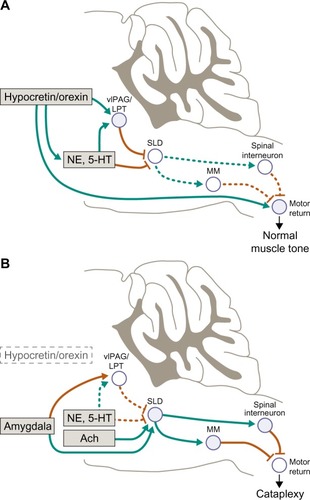 Figure 2 Atonia pathways triggering cataplexy.