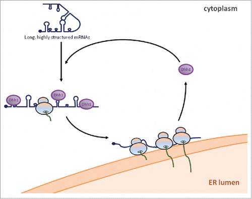 Figure 1. Working model of Dhh1 targeting long highly-structured mRNAs to the ER for efficient translation. Long, highly structured mRNAs are not efficiently translated in the cytoplasm. Dhh1 recognizes these mRNAs and binds them in a specific pattern. Subsequently, Dhh1 recruits these mRNAs to the ER where Dhh1 is released and efficient translation occurs.