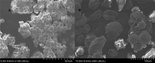 Figure 3. FESEM photographs of xanthone in A: spray-dried O/W emulsion; B: oven-dried coacervates.