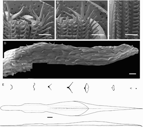 Figure 28 Idioteuthis cordiformis. A, NIWA 71437, ♂, ML 608 mm; B–D, NMNZ M.118004, ♀, ML 715 mm; E, NIWA 71652, ♂, ML 248 mm. A, B, Radula; C, marginal plates of radula; D, palatine palp; E, gladius. Scale bars = A–D, 1 mm; E, 10 mm.