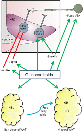 Figure 1.  An overview of the concepts discussed for GC regulation of appetite and adiposity. GCs stimulate food intake via direct action on orexigenic NPY/AGRP neurons in the ARC, as well by stimulating nucleus accumbens (NAcc)/VTA pathways that reinforce the rewarding nature of food. GC may also stimulate food intake by enhancing the appetite- and reward-stimulatory effects of ghrelin. In addition, GC can prevent the actions of satiety hormones leptin and insulin; reducing the sensitivity of the brain to these hormones and contributing to leptin and insulin resistance. GC also contributes to enhancing visceral fat WAT. They activate HSL, enhancing lipolysis and LPL, promoting fat storage. Because there is a greater density of GRs in visceral fat, as well as greater LPL activity, fat storage may be preferentially promoted in this tissue. See text for details.