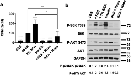 Figure 3. The role of mTORC1 and insulin in the late G1 progression of FBS-primed BJ-hTERT cells. (a) BJ-hTERT cells were plated at 30% confluency in DMEM 10% FBS. After 24 h, cells were shifted to DMEM 0% FBS for 48 h. After this, media was replaced with DMEM 10% FBS for 3.5 h. This media was washed off and cells were treated with conditions -FBS, +FBS, 3% BSA, DMEM + Insulin 10uM (Insulin), DMEM 10% FBS + Rapamycin 20uM (+FBS + Rapa) and DMEM 3% BSA + Rapamycin 20uM (BSA + Rapa) for 24 h. Each final 24 h condition also contained [3H]-TdR. After 24 h, cells were collected and the incorporated [3H]-TdR was determined by scintillation counting. Relative [3H]-TdR incorporation is represented as counts per minute and normalized to the positive control +FBS which has been given a value of 100%. Significance asterisks are compared with the control unless otherwise denoted with additional brackets. The data is represented as mean ± SD and is the result of at least three independent experiments each consisting of two replicates per condition. (b) As described in (a), cells were plated, deprived of FBS for 48 h then primed with +FBS for 3.5 h. After this, media was replaced with conditions indicated for 30 min. After 30 min, cells were harvested and protein levels determined by Western blot analysis. *, p ≤ 0.05, ****, p ≤ 0.0001. Not significant (ns) means p > 0.05.