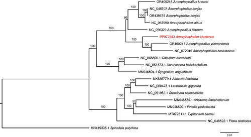 Figure 3. Maximum-likelihood phylogenetic tree of Amorphophallus kiusianus and 18 other related taxa in the family Araceae. Spirodela polyrhiza is used as an outgroup. The scale bar represents the number of substitutions at each locus. Accession numbers: Amorphophallus kiusianus, PP072243 (this study); Amorphophallus krausei, OR400248 (Yin and Gao Citation2023b); Amorphophallus konjac, NC_046702 (Hu et al. Citation2019); Amorphophallus konjac, OR438675 (Li et al. Citation2024); Amorphophallus albus, NC_067990 (Shan et al. Citation2023); Amorphophallus titanium, NC_056329 (Henriquez et al. Citation2021); Amorphophallus yunnanensis, OR400247 (Yin and Gao Citation2023a); Amorphophallus coaetaneus, NC_072945 (Gao et al. Citation2023); Caladium humboldtii, NC068800 (reference not available); Xanthosoma helleborifolium, NC_051873 (reference not available); Syngonium angustatum, MN046894 (Henriquez et al. Citation2020); Alocasia fornicata, MN636779 (reference not available); Leucocasia gigantea, NC_060475 (reference not available); Steudnera colocasiifolia, NC_051952 (reference not available); Arisaema franchetianum, MN046885 (Henriquez et al. Citation2020); Pinellia pedatisecta, MN046890 (Henriquez et al. Citation2020); Typhonium blumei, MT872311 (Low et al. Citation2021); Pistia stratiotes, NC_048522 (Quan and Chen Citation2020); Spirodela polyrhiza, MN419335 (reference not available).