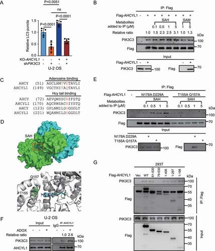 Figure 3. SAH promotes the interaction between the N terminus of AHCYL1 and PIK3C3. (A) KD-PIK3C3 abolishes the enhanced autophagy by KO-AHCYL1 in U-2 OS. (B) SAH enhances the interaction between AHCYL1 and PIK3C3 in a dose-dependent manner. Flag-AHCYL1 was expressed in 293 T cells. Metabolites were added into the harvested cell lysate, followed by Co-IP for western blot analysis as indicated. (C) Alignment between AHCY and AHCYL1 predicts binding sites for SAH. (D) Molecular docking shows T155 and Q157 of the AHCY-like domain at the C terminus of AHCYL1 bind with the adenosine of SAH, based on 3MTG (RSCB protein data bank, https://www.rcsb.org/). (E) The T155A Q157A mutant abolishes the enhanced interaction of AHCYL1 and PIK3C3 by SAH. AHCYL1N178A D229A and AHCYL1T155A Q157A were transfected into 293 T cells, SAH were added into the harvested cell lysate, followed by Co-IP for western blot analysis as indicated. (F) SAH enhances the endogenous interaction between AHCYL1 and PIK3C3. U-2 OS cells were treated with ADOX to accumulate intracellular SAH, then cross-linked before lysis, followed by for western blot analysis as indicated. (G) The N terminus of AHCYL1 binds PIK3C3. The truncated constructs of Flag-AHCYL1 were expressed into 293 T cells, followed by Co-IP for western blot analysis as indicated. Bars and error bars represent mean values and SDs, respectively. The Two-way ANOVA was used for A. ns represents no significance, defined as P > 0.05. N = 5 in A.