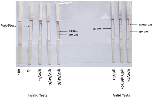 Figure 6. Validity testing of LF-type 2 strips. The strips showing invalid if the control band is not detected (C‒) and valid tests (C+) of SARS-CoV-2 negative (‒) and positive (+) controls, IgG, and IgM lines.