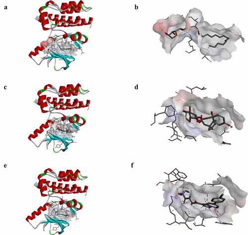 Figure 4. Schematic drawing of interactions between ligands and B-RAF(V600E). The surface of binding areas was added. Blue represents positive charge; red represents negative charge; and ligands are shown in sticks, with the structure around the ligand-receptor junction shown in thinner sticks. (a) ZINC000100168592-B-RAF(V600E) complex. (b) ZINC000049784088-B-RAF(V600E) complex