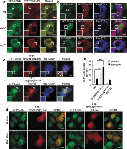 Figure 3. LC3 mediates the association of TP53INP2 with autophagic membranes. (a) Colocalization analysis of RFP-TP53INP2 and GFP-ATG14 in starved WT, atg5−/- or atg7−/- MEFs. (b) Colocalization analysis of RFP-TP53INP2 and Flag-ATG14 in starved HEK293 cells coexpressing GFP-LC3B, GFP-[3NLS]-LC3B or GFP-LC3BG120A. (c) HEK293 cells stably expressing GFP-LC3B were cotransfected with Flag-ATG14 and RFP-TP53INP2[NLSΔ], or with Flag-ATG14 and RFP-TP53INP2W35,I38A[NLSΔ]. Cells were then immunostained with anti-Flag and imaged with confocal microscopy. (d) GFP-LC3B punctum formation in HEK293 cells stably expressing GFP-LC3B with or without cell starvation. The cells were transiently transfected with RFP-TP53INP2[NLSΔ] or RFP-TP53INP2W35,I38A[NLSΔ]. (e) Quantification of GFP-LC3B puncta in (d). The data are presented as mean ± SEM, n = 30 cells. ***, P < 0.001. Scale bars: 10 µm.