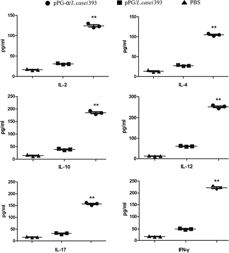 Figure 4. Determination of cytokine levels in the serum obtained from pPG-α/L. casei 393–immunized mice. The levels of cytokines IL-2, IL-4, IL-10，IL-12, IL-17, and IFN-γ in serum samples collected on day 35 post-immunization were determined by means of an ELISA kit. Results are mean ± SD (**p < 0.01 as compared with groups pPG/L. casei 393 and PBS).