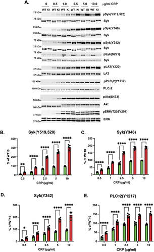 Figure 5. CRP-mediated signaling is increased in Syk S291A platelets. (A) Representative Western blots showing the indicated that phosphorylated and total protein in Syk S291A and WT littermate control platelets stimulated with the indicated concentrations of CRP for 3 minutes under aggregating conditions. (B-H) Quantification of the indicated phosphorylated residue expressed as a percentage of the maximum WT (WT10). p value****<0.0001, n = 5.