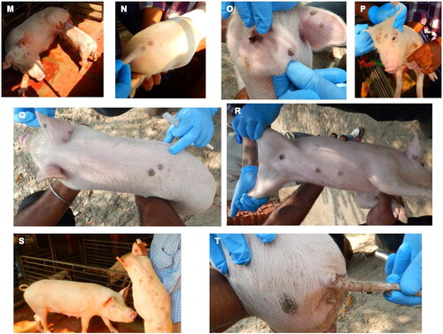 Figure 3. Swinepox lesions (M-T) observed in Yorkshire white pigs in Haryana state.