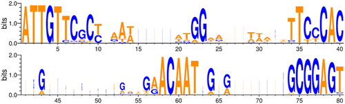 Figure 3. Sequence logo for conserved motifs in the intergenic regions of A mating type loci of Lentinula edodes strains. The sequence logo was created by using the sequences of the region from ATTGT to GCGGAGT in the intergenic regions of 127 A mating type alleles. The position of bases and the information content measured in bits are indicated on the x- and y-axes, respectively.